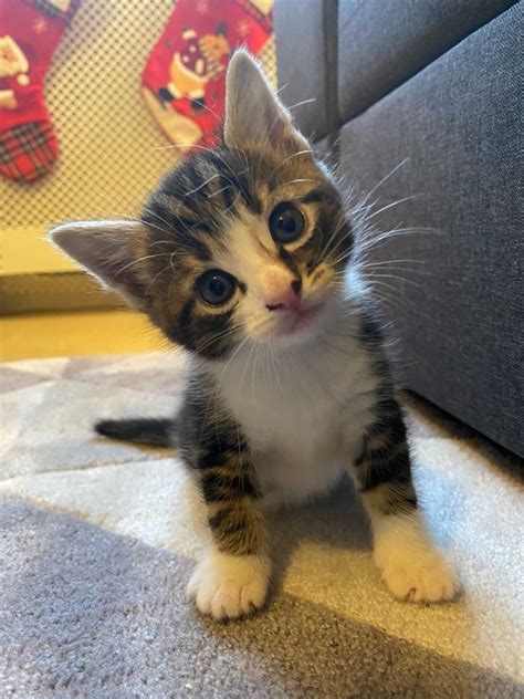 11 Weeks. . Cute kittens for sale